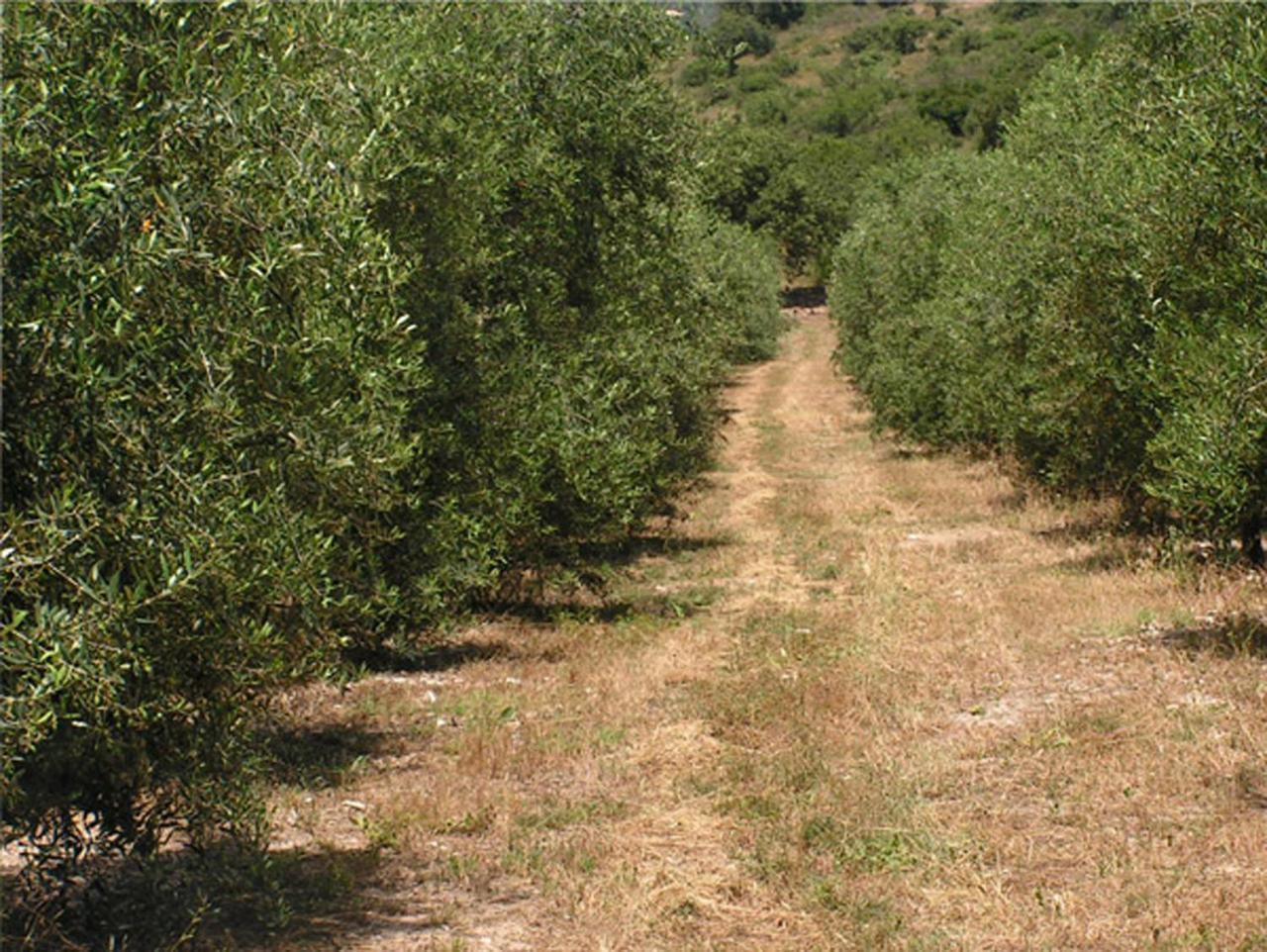 Вилла Amikam Meshek 81 משק 81 עמיקם Экстерьер фото